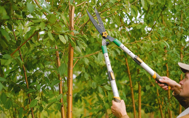 Tree trimming in Plainfield, WI