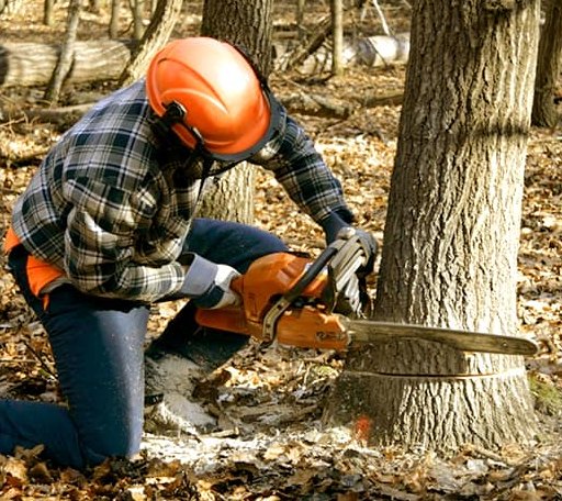Tree Removal in Plainfield, WI